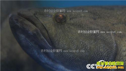 �¸�����ˮ���ջ� ˮ��׬Ǯ(20171129)