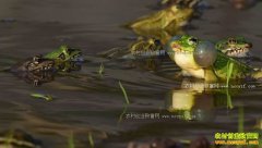 �Ĵ����������ε��������ܲ�ֵ������