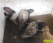 �����ϴ�����ƽ��ֳ����ÿֻ�ۼ�2000Ԫ