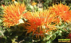 �컨��ֲǰ������ֲ�ɱ�Ч�����