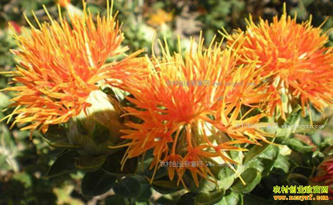 �컨��ֲǰ������ֲ�ɱ�Ч�����