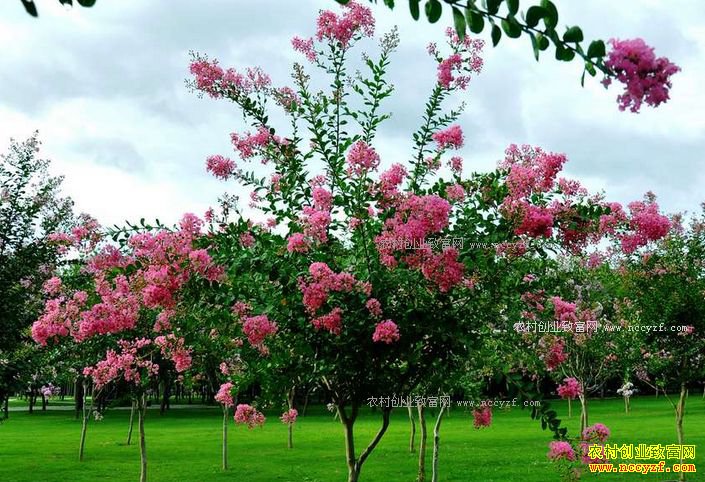 ��������ľ׬Ǯ��2018����ľ��ֲǰ������