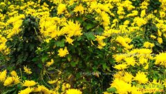 ɽ��ƽ����������ֲ��˿�ʾ�ͷ��ɻ�650Ԫ/�﹩��Ӧ��