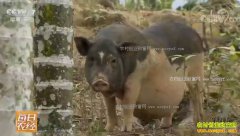 [ÿ��ũ��]��һֻ���š��ĺ���ɽ�������׬Ǯ