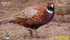 [ÿ��ũ��]�Ĵ���Ӣ�ػ��㶫���ɽ����׬Ǯ