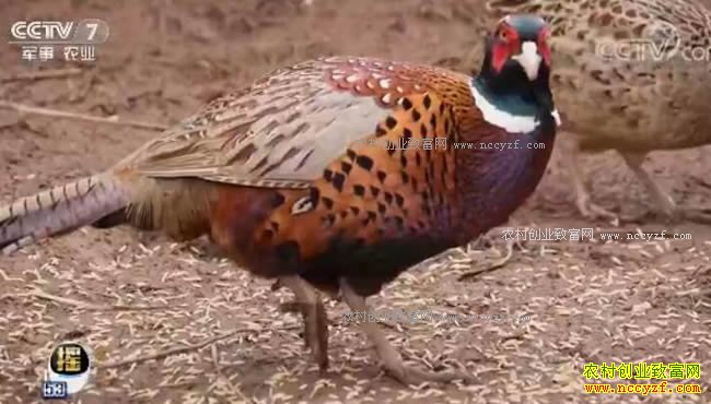 ÿ��ũ�������˶��ļ���ţ��ֳЧ���