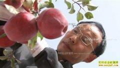 [�¸���]�����ƺ����ı���ֲ��ɫ֮������ƻ������500��