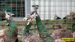 [�¸���]����ͨɽ���Ľ̻�����������Ǯ�������ȸ����ǧ��