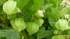 ��ֲ�����׬Ǯ�𣿺���ͨ���ؽ�����ֲ�����ÿĶЧ�����Ԫ