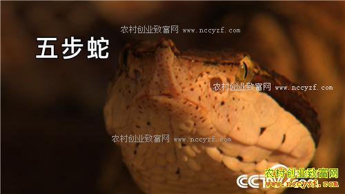 �¸�������Ů������ �Ƹ�ɽ����(20171130)