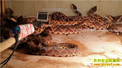 �¸�������Ů������ �Ƹ�ɽ����(20171130)