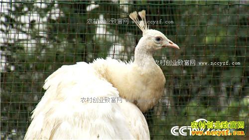 �¸�����������������Ǯ �������ǧ��(20171201)