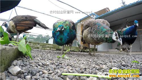 �¸�����������������Ǯ �������ǧ��(20171201)