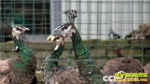 �¸�����������������Ǯ �������ǧ��(20171201)