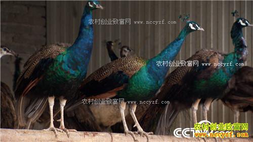 �¸�����������������Ǯ �������ǧ��(20171201)