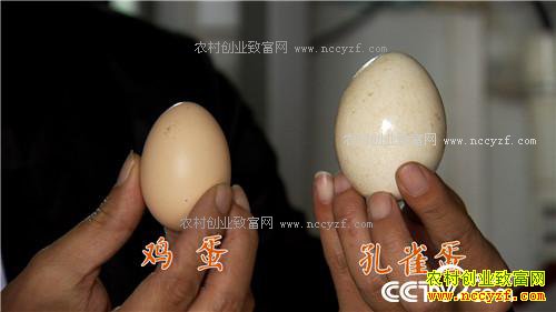 �¸�����������������Ǯ �������ǧ��(20171201)