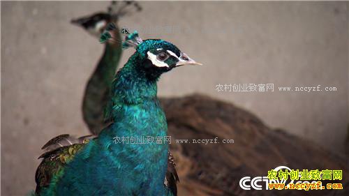 �¸�����������������Ǯ �������ǧ��(20171201)