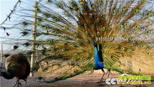 �¸�����������������Ǯ �������ǧ��(20171201)