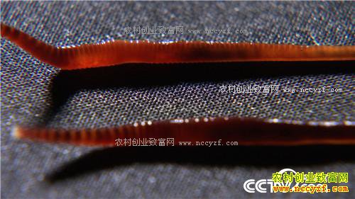 �¸�����Ϊ�޴�ҵ ����ɸ��500��(20171204)