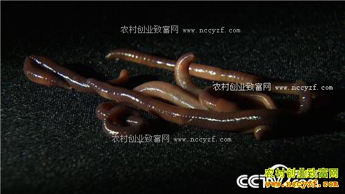 �¸�����Ϊ�޴�ҵ ����ɸ��500��(20171204)