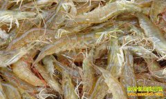 [ũ�����]�����Ч��ֳ�����׶�Ϻ��Ƶ