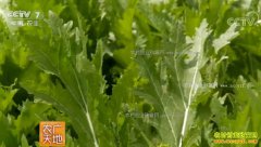 [ũ�����]ѩ�˵�������ӹ�������Ƶ