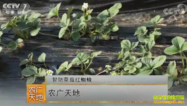 ũ����أ�������β�ݮ��֩�뼼����Ƶ