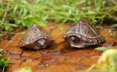 �����쳤�Ž�ͥԺ���ڹ�Ч���