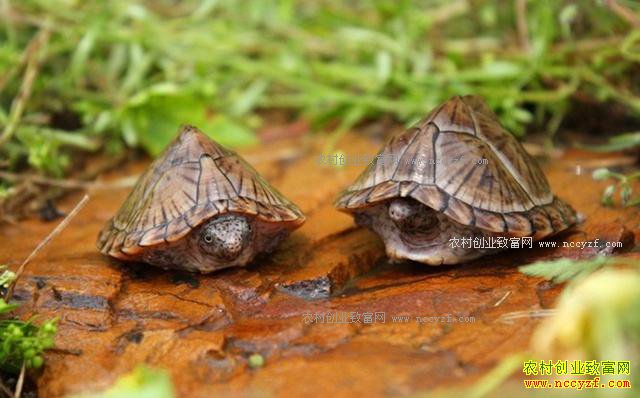 �����쳤���Ž�ͥԺ���ڹ���������Ч���