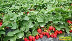 ���ս����ж��������紴ҵ�ֲ�ݮ�����Ȳ���