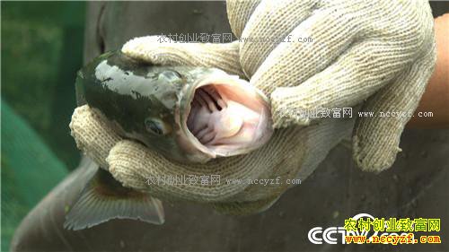 �¸�����Ƿծ���� �����ܲ��㡱��׬ǧ��(20171206)