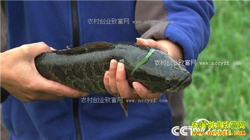 �¸�����Ƿծ���� �����ܲ��㡱��׬ǧ��(20171206)