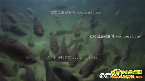 �¸�����Ƿծ���� �����ܲ��㡱��׬ǧ��(20171206)