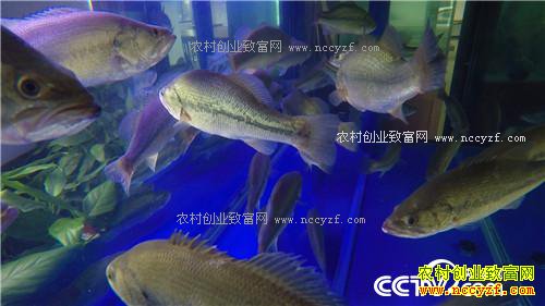 �¸�����Ƿծ���� �����ܲ��㡱��׬ǧ��(20171206)