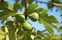 ������������Т����ֲ�޻����ÿ��¸���