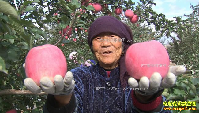 [�¸���]���ҹ��������ɽ ����ׯ���ع��ȿ�ƻ������׬Ǯ