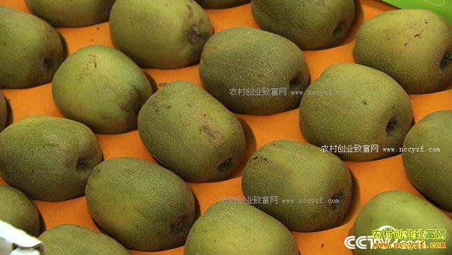 ʮ��һ��ծ һ�������