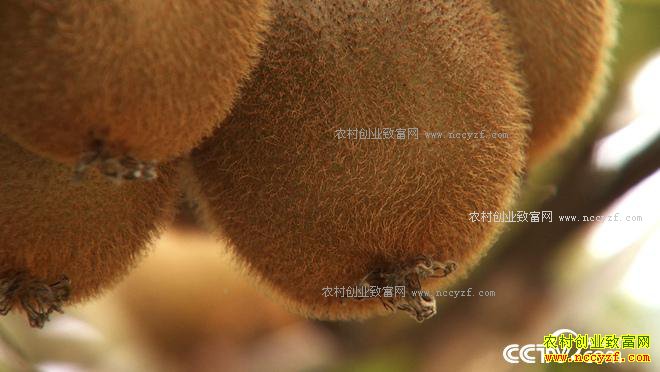 ʮ��һ��ծ һ�������