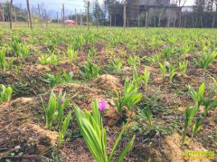 ��������½���������ֲ�ҩ ��Ч������