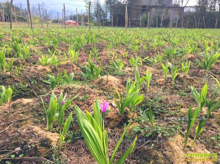 �����ֲ�ҩ ��Ч������