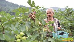 �Ĵ��������쿡��ֲ�޻�������10����Ԫ