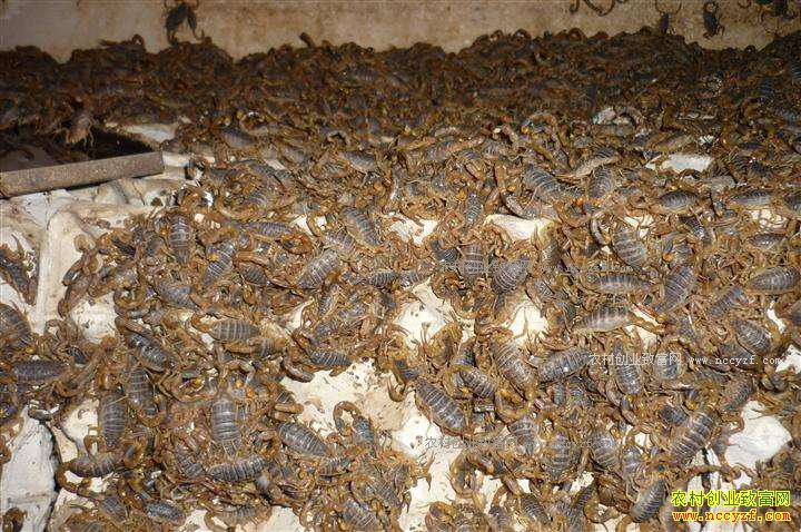 Ы�Ӷ���Ǯһ�2019��Ы��(ȫЫ)�۸�����