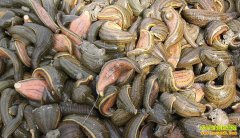 ��Ⱥ����� ����󨣨ˮ�Σ��ǲ���ƭ�˵ģ�