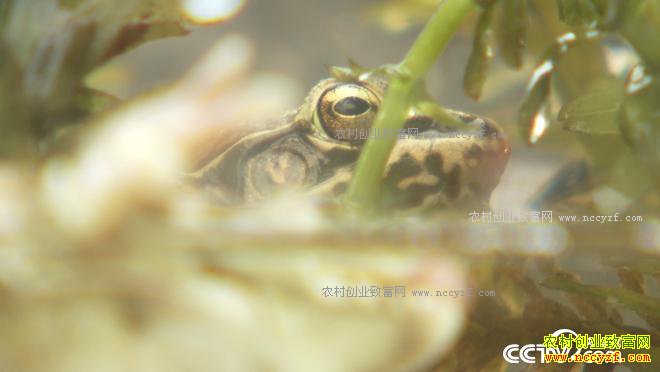 �������γ�����