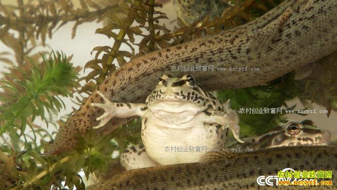 �������γ�����