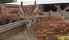 ������ֳ���ո� Ͷ�����������