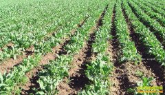 ����������Ǯһ�2017��������۸���������Ԥ��