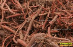 ���ζ���Ǯһ�2018��9��26�����µ��μ۸�����