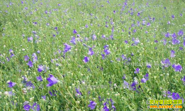 2018����ֲʲô��ҩ����ǰ����׬Ǯ���۹�