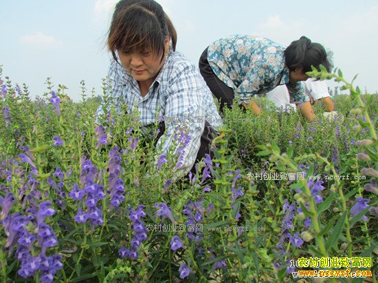 2018����ֲʲô��ҩ����ǰ����׬Ǯ������